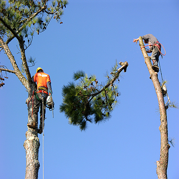 Trimming Trees